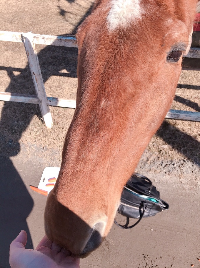 ニンジンを食べるフクキタル