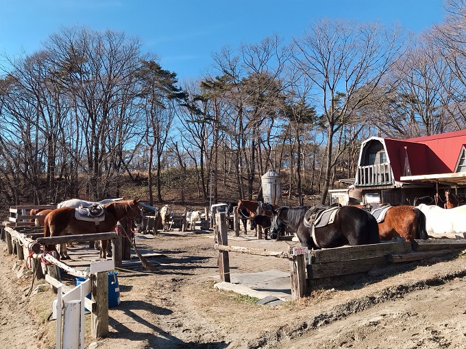 乗馬もできる