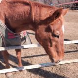 マチカネフクキタル 牧場にて