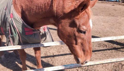 マチカネフクキタル 牧場にて