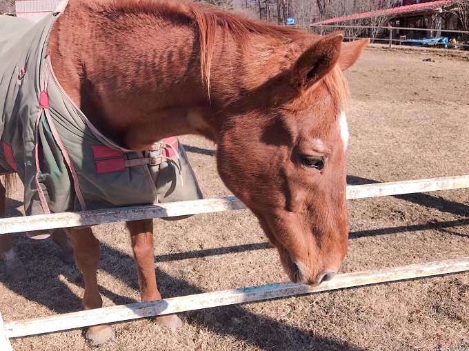 マチカネフクキタル 牧場にて